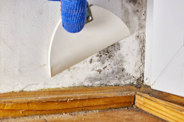 Best Indoor Air Quality Assessment  in St Elmo, IL