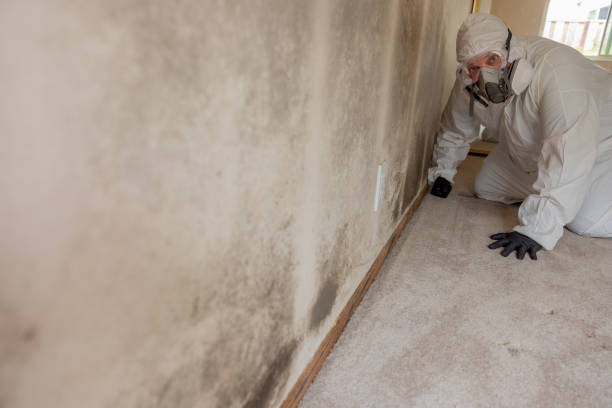 Asbestos and Lead Testing During Mold Inspection in St Elmo, IL